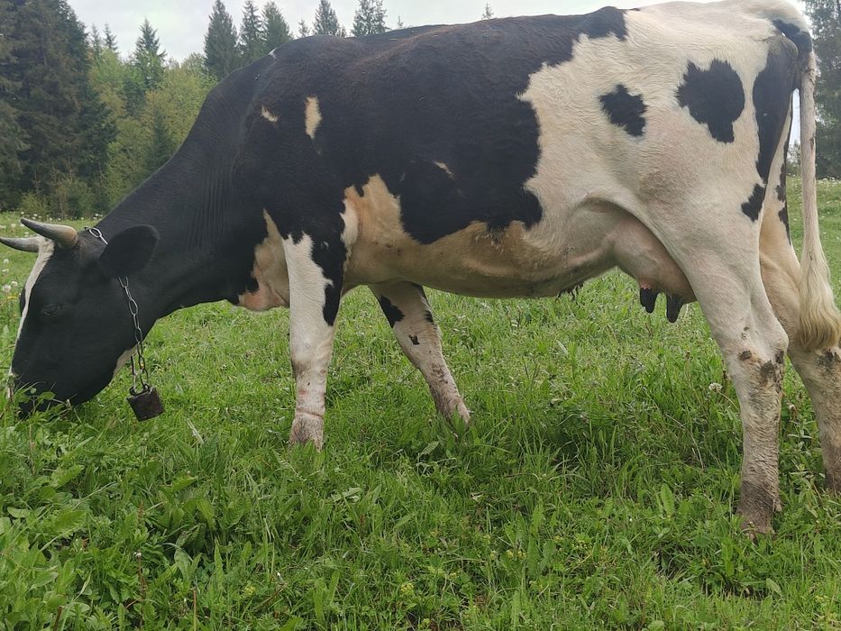 Продам породисту корову, породи ЧОРНА РЯБА недорого...