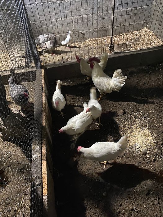 Ovos de Leghorn e Codorniz