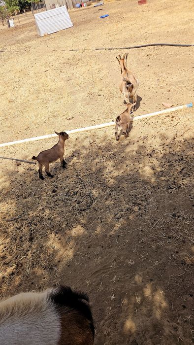 Cabrinhas micro anãs