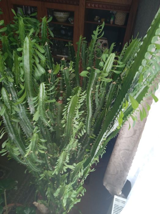 Кактус молочай тригранний