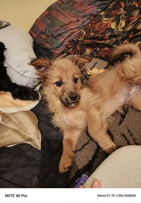 Mała suczka 3 miesiące