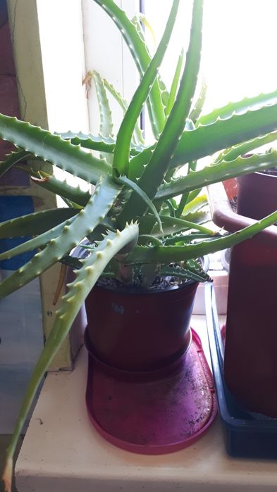 Алоэ, цветок,вазон, 2 года