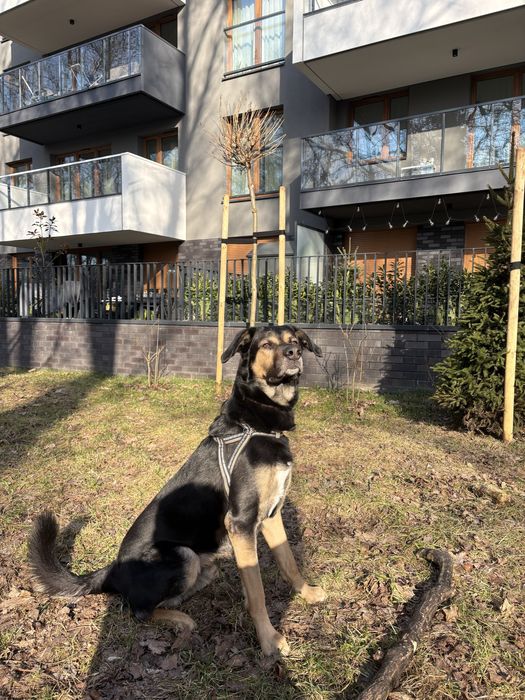 Oddam w dobre ręcę !PILNE!