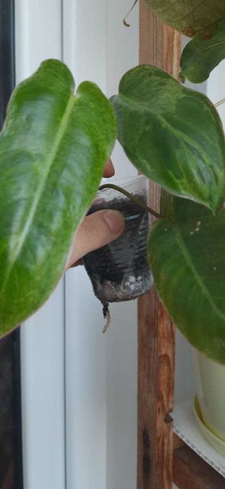 Філодендрон Білітай вар.