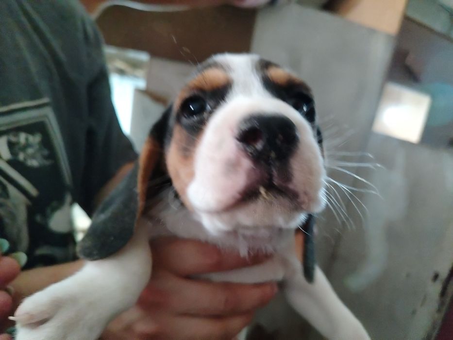 Lindíssimo menino Beagle