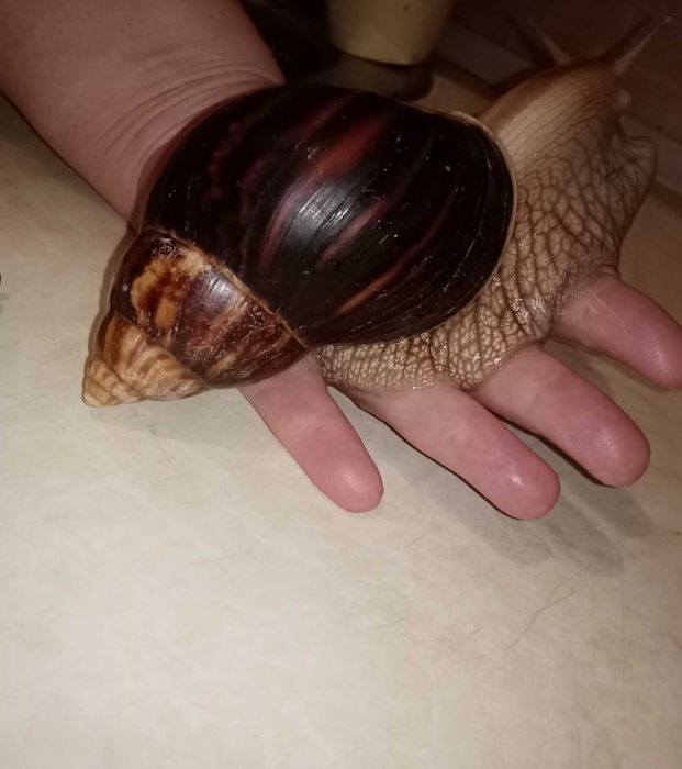 Взрослая улитка АХАТИН