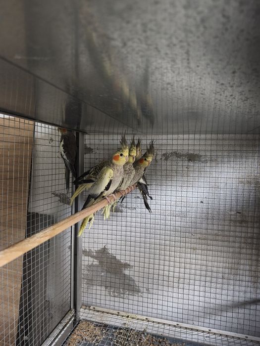 Caturras 2025 e canários 2025