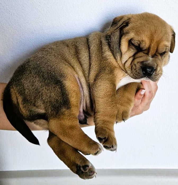 Cachorros Boxer e Labrador para Adoção