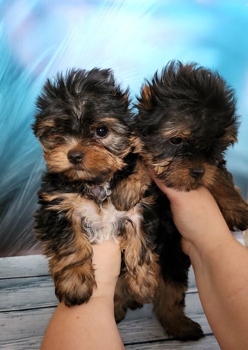 Продаж чарівніх йорков