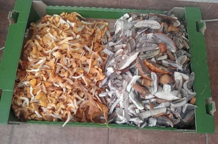 Suszone Grzyby w słoju około 100gram