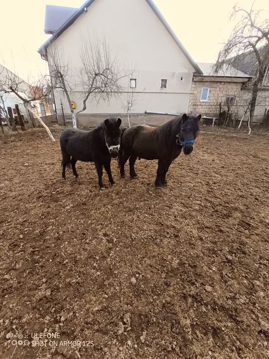 Продам гарні поні.