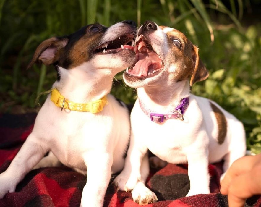 Хлопчики джек Рассела ( пес патрон )