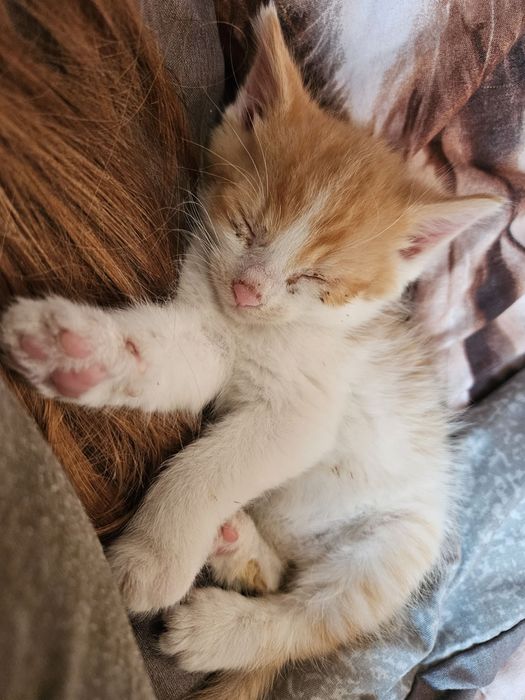 Mlode kotki do adopcji