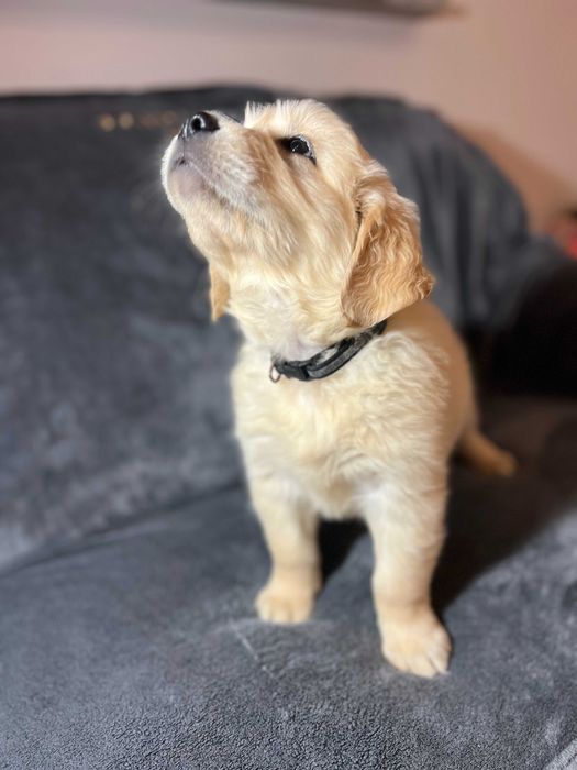 Szczeniak Golden Retriever Suczka Sunia z rodowodem