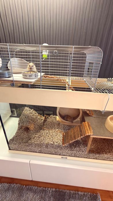 Gerbos (Esquilos-da-Mongólia) + Habitat Completo Procuram uma nova família
