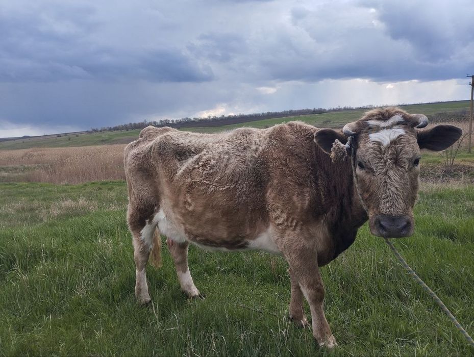 Продам молоду корову, терміново!