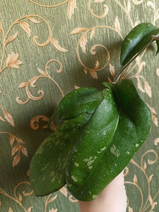 Хойя, гарні сорти.