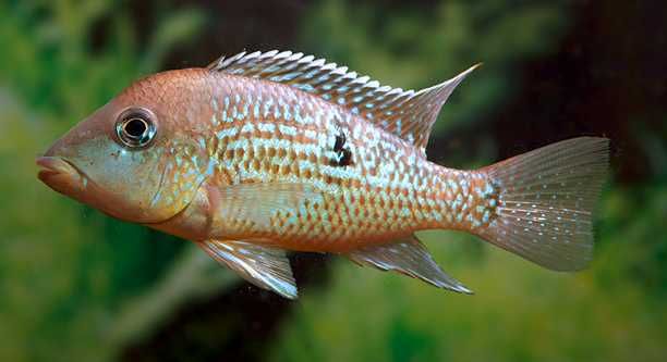 Geophagus sp. „Alto Sinu” Ziemiojad Alto Sinu