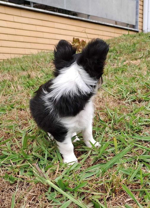 chihuahua macho pelo longo