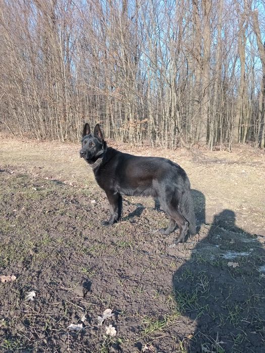 Німецька вівчарка, кобель для в'язки