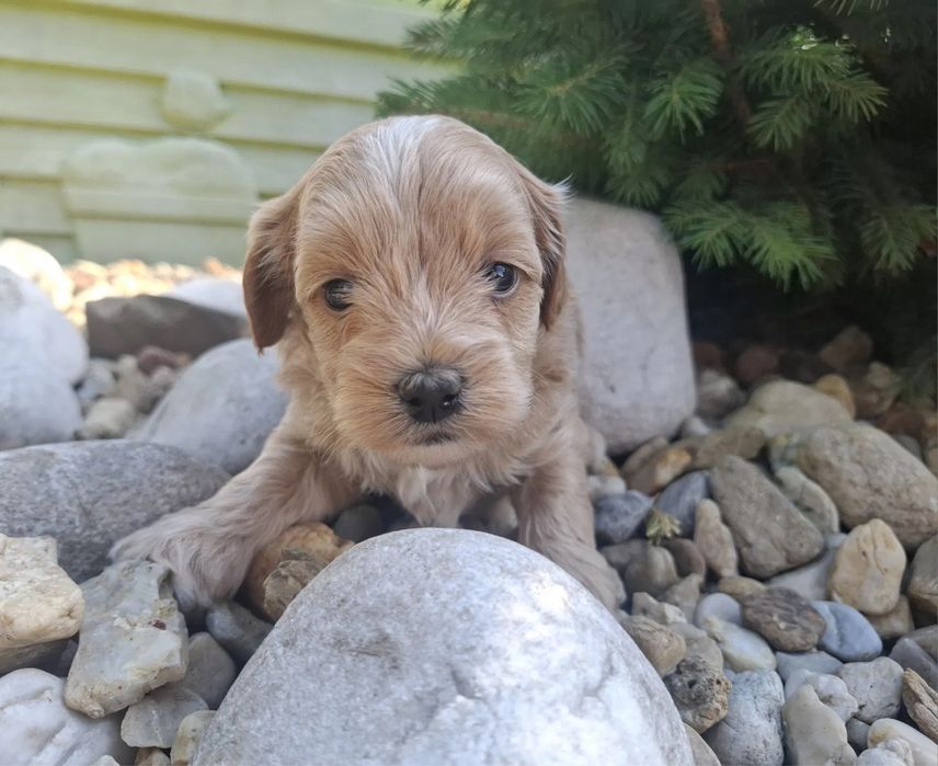 Super mini щенок Мальтипу Той пудель, мальтийская болонка