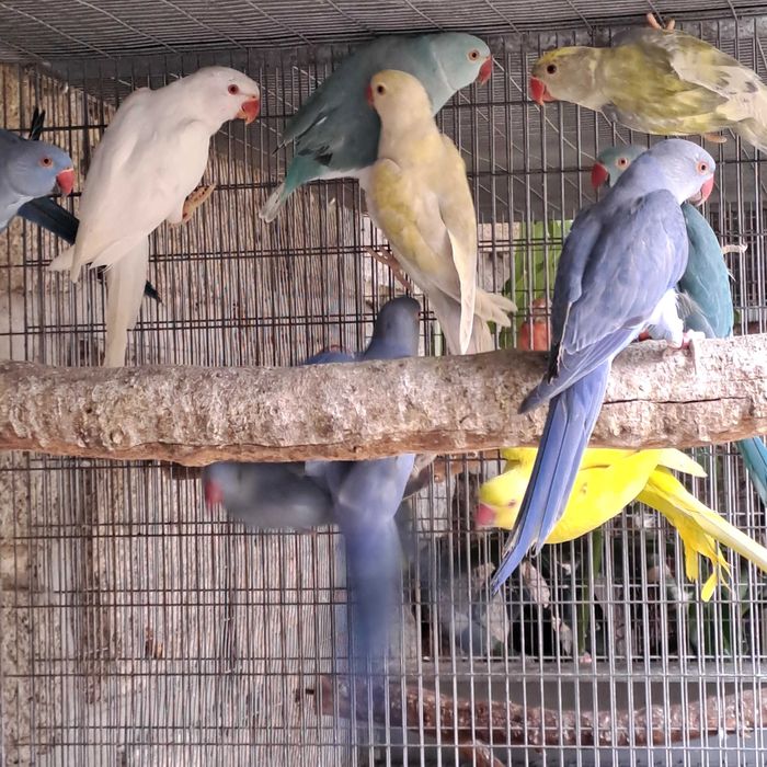 Ring necks machos, cobalto e cobalto violeta, edged, 2024.