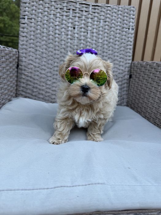 Maltipoo mini suczka