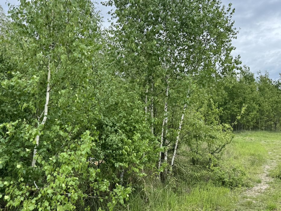 Земельна ділянка 1,5 га!!! Пилиповичі