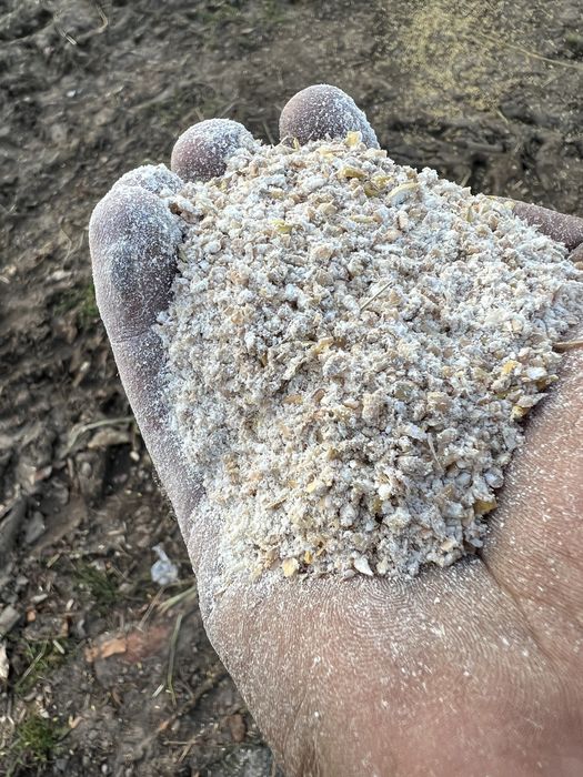 Pakowanie kukurydza mokra w rękaw big-bagi  gniotownik młyn Wysłodki