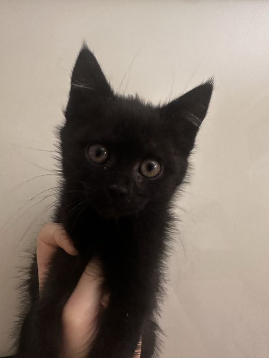 Кошенята в добрі руки