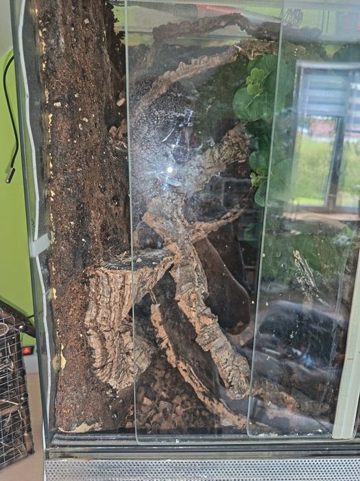 Terrarium  dla Gekona orzesionego