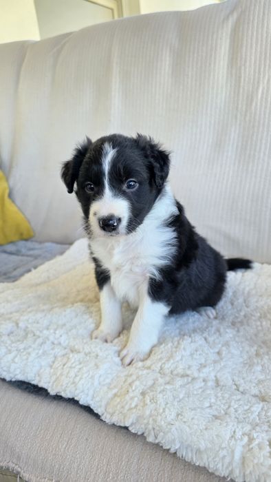 Border Collie Preto e Branco Macho