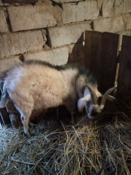 Продам молодого козлика