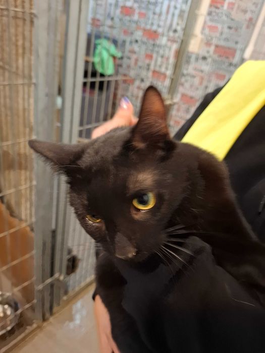 Bergamo-czy kiedykolwiek pozna smak prawdziwego?