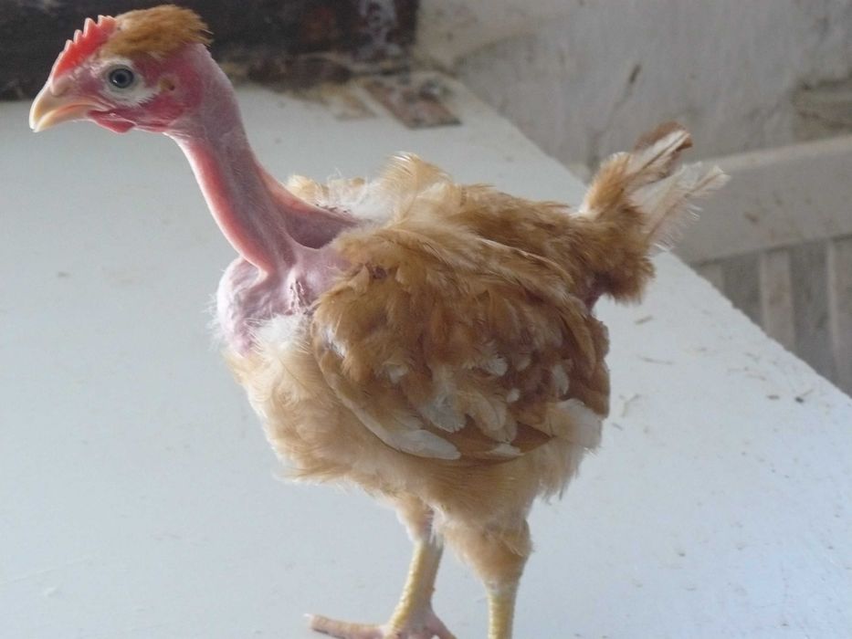 Kury nioski ,Gęsi , perliczki brojlerowe ,kaczki   Pekin .