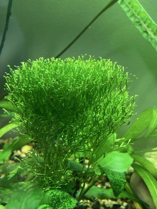Mikrozorium, microzorium, microsorium Roślinka roslina akwariowa