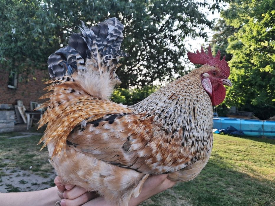 Koguty  do sprzedaży