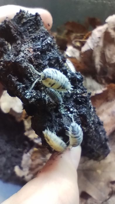 Izopody Porcellio laevis Dairy Cow