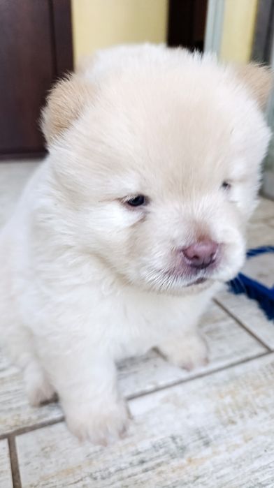 Чау чау.   бронирование