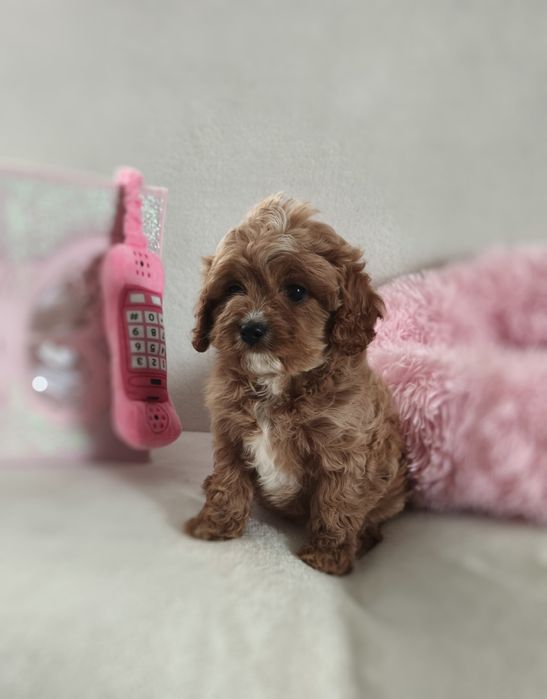 Piękna sukczka cavapoo