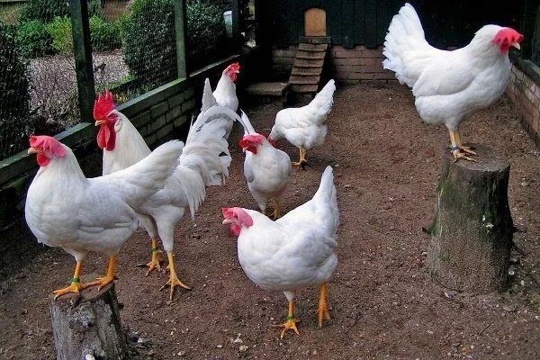 Инкубационное яйцо курица или Леггорн(Венгрия)