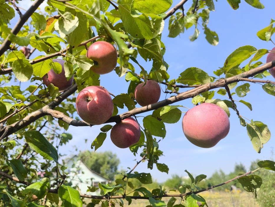 Продам дачу с. Мокрець Броварський район