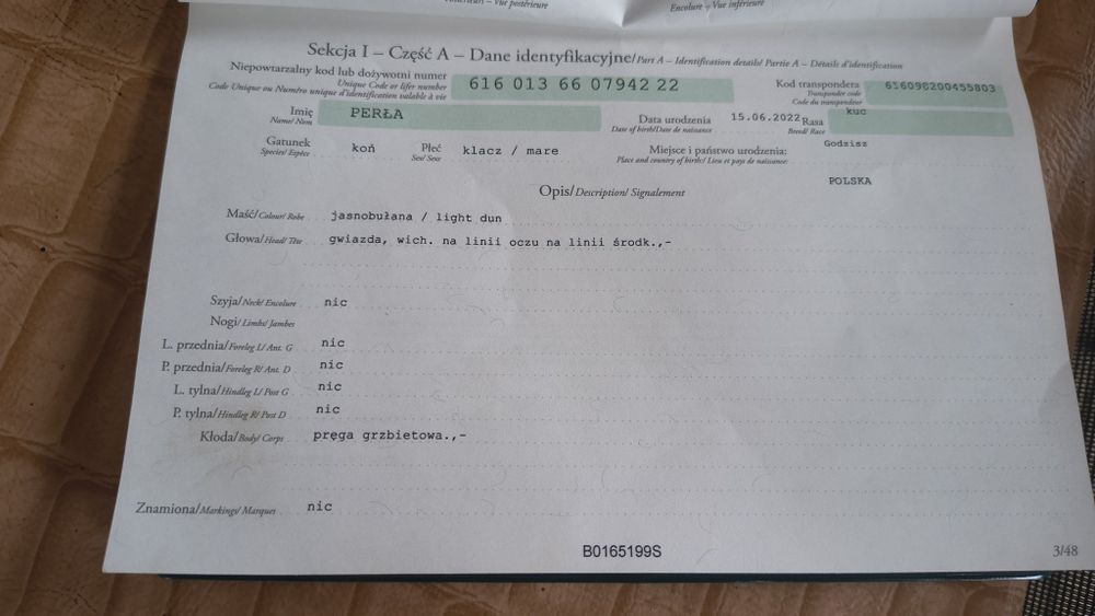 Piękna 4 letnia klacz na sprzedaż    (BARDZO PILNA SPRZEDAŻ!!)