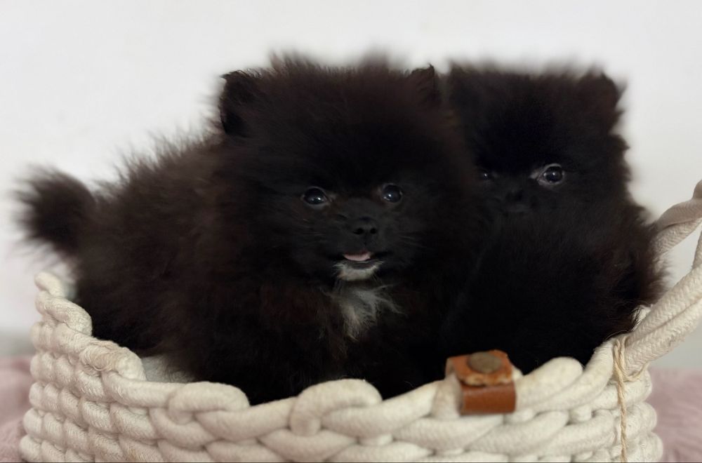 Pomeranian - szpic miniaturowy