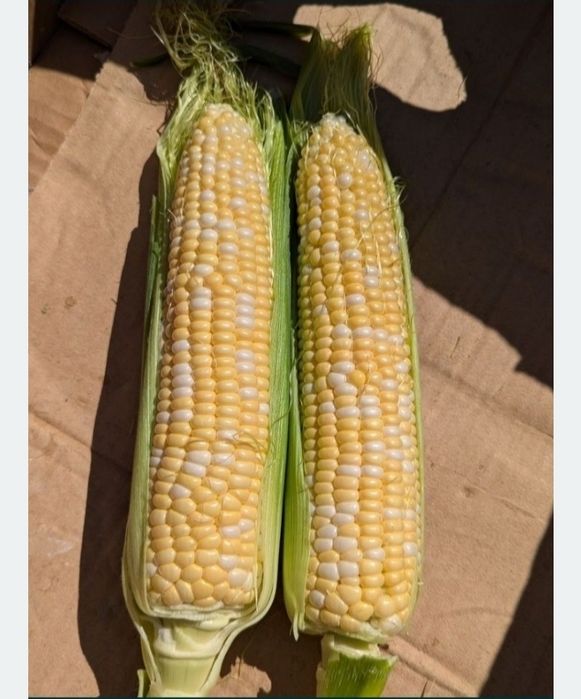 Продам солодку кукурудзу