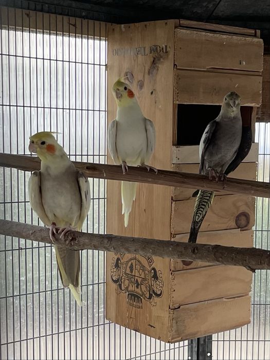 Caturras para cedencia