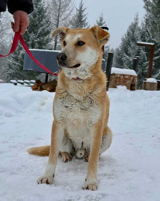 Куб, метис, шукає дім