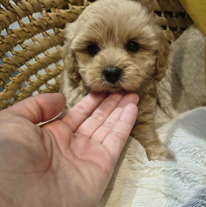 Śliczny piesek Maltipoo