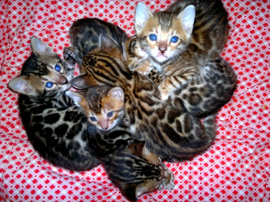 Бенгальські чистокровні кошенятка BENn24. Документи WCF