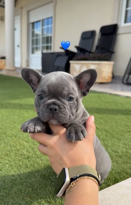 bulldog francês macho